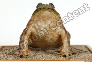 Bullfrog Rana catesbeiana 0022